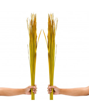 Leewadee Tall Vase Filler , Natural Grass Stems – 2 Bunches Of Colored Branches for Vases, Carefully Dried Twigs for Home and Bar Decoration, 45 inches, Yellow